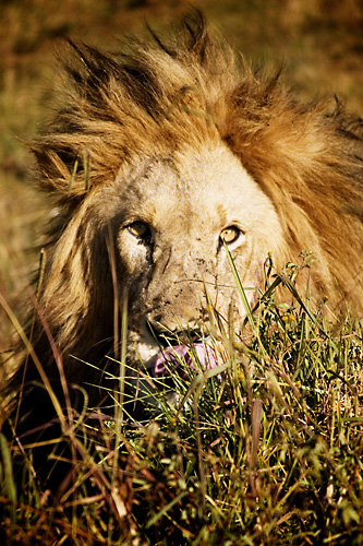 lion afrique du sud