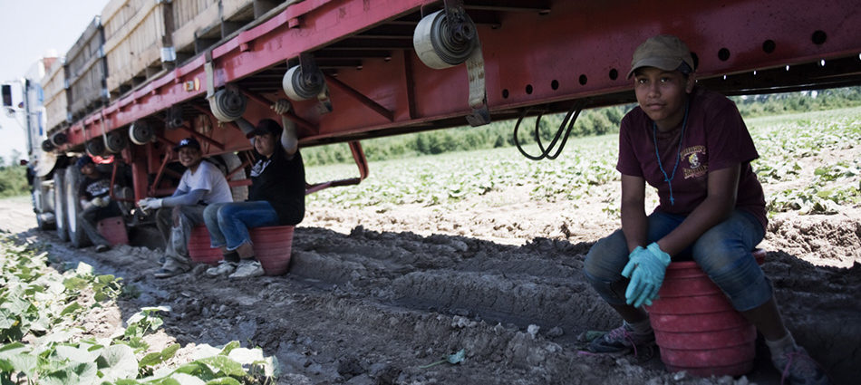 USA : Les champs de la honteUS : The fields of shame