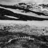 The Road North - Image 4